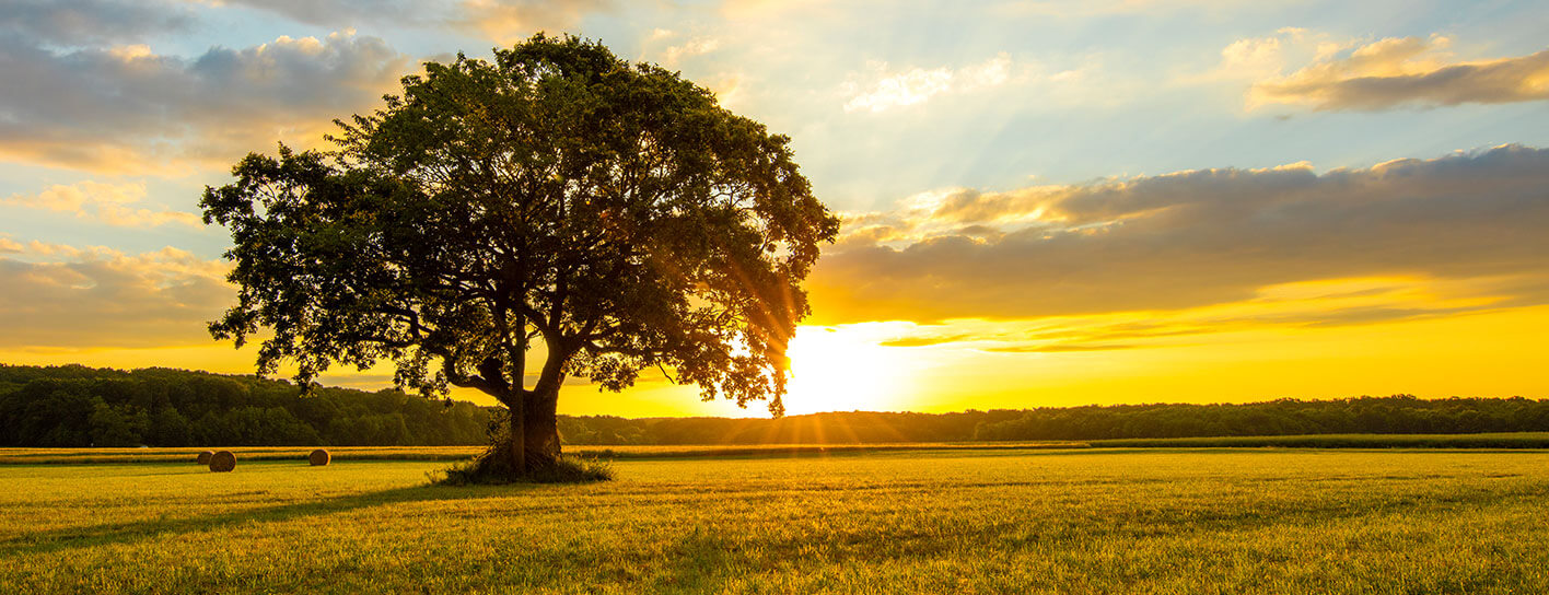 Sunset with a tree